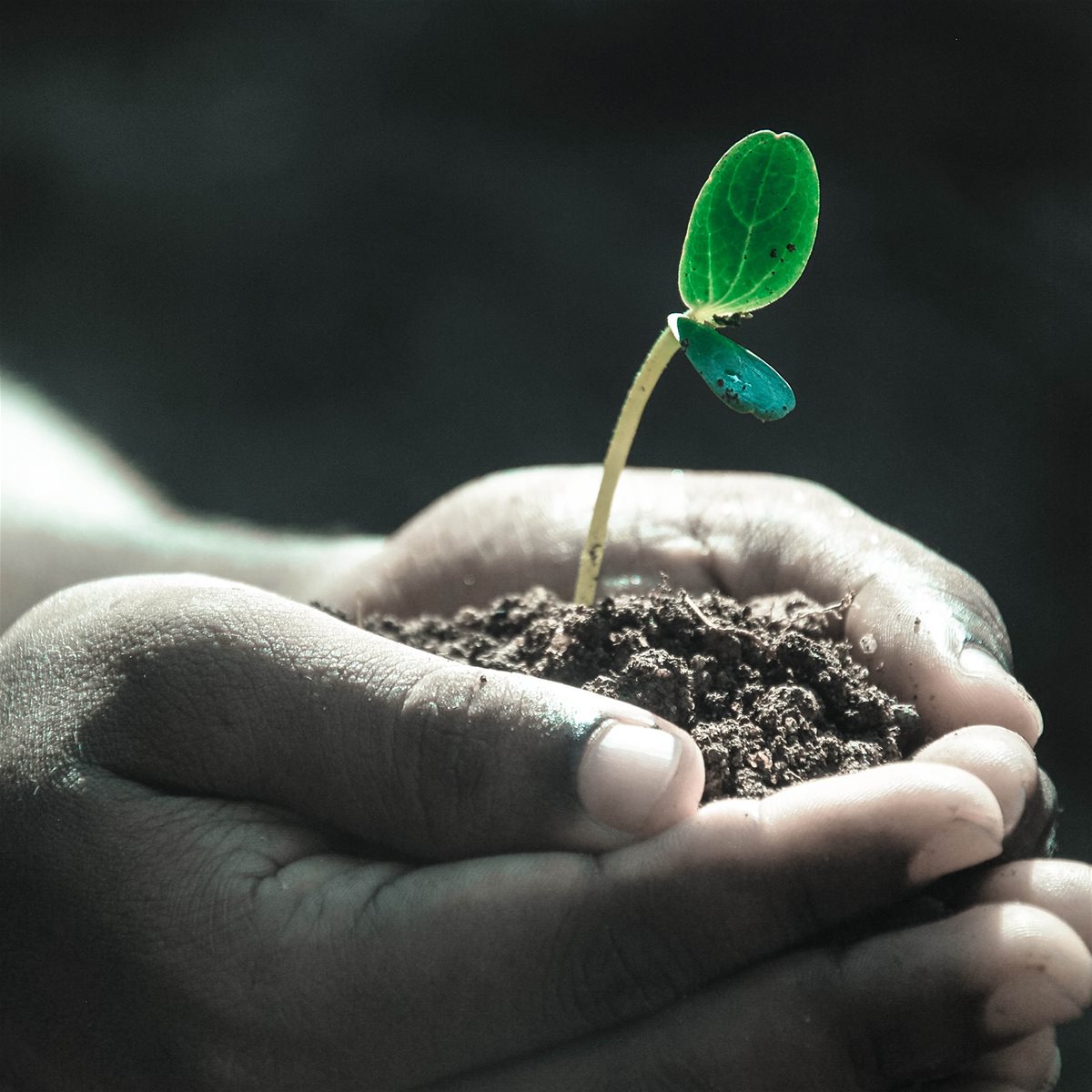 hands-plant-photo-pexels-pixabay